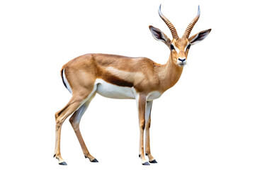 Naklejka premium Gazelle with curved horns on white background