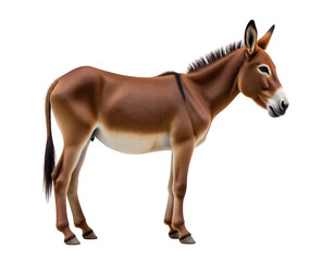 Obraz premium Realistic illustration of donkey standing profile, showcasing its brown fur, white belly, and distinctive features. donkey appears calm and serene