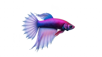 Vibrant, colorful fish with flowing fins and shimmering body glides gracefully through water, showcasing its beauty and elegance