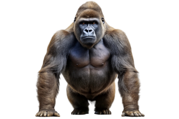 Sitting gorilla with folded hands and calm expression
