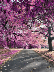 Path Under Pink Foliage Trees in Autumn Light
