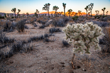 Joshua Tree National Park Desert Landscape at Sunrise