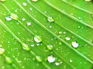 Fresh Green Leaf With Morning Dew Droplets in Macro View