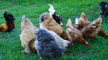 Beautiful colorful chickens are walking in the grass.
