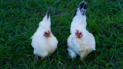 Beautiful colorful chickens are walking in the grass.