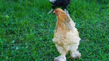 Beautiful colorful chickens are walking in the grass.