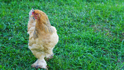 Beautiful colorful chickens are walking in the grass.