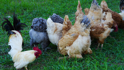 Beautiful colorful chickens are walking in the grass.