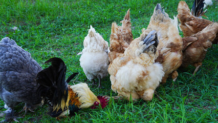 Beautiful colorful chickens are walking in the grass.