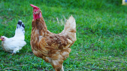 Beautiful colorful chickens are walking in the grass.