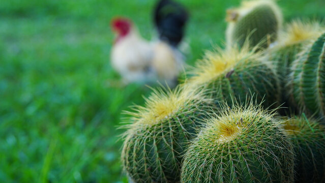 Echinocactus grusonii cactus
