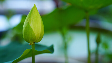 White lotus buds against a soft-focus background