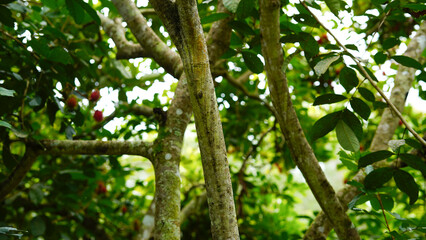Red rambutan fruit hanging from the tree