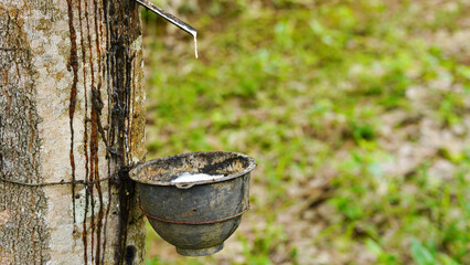 A bowl attached to a rubber tree for collecting latex