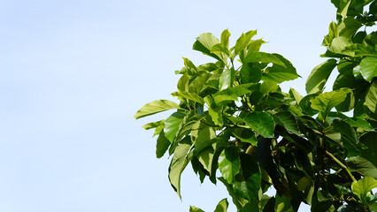 Close-up of an avocado leaf against a sky background.