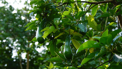 Close-up of an avocado leaf against a sky background.