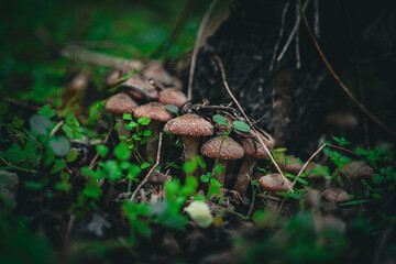 mushroom in the forest
