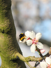 Close-up of a bumblebee (Bombus) pollinating almond tree blossoms in spring, highlighting nature and agriculture.