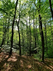 Fototapeta premium Alberi fitti nel bosco
