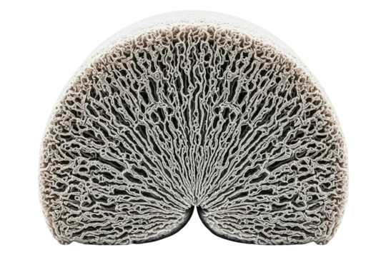 Close-up of a coral skeleton showing the detailed internal structure isolated on a transparent background