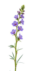 Fototapeta premium Vibrant purple flowers with delicate petals and green stems create stunning visual. This botanical beauty showcases nature elegance and charm
