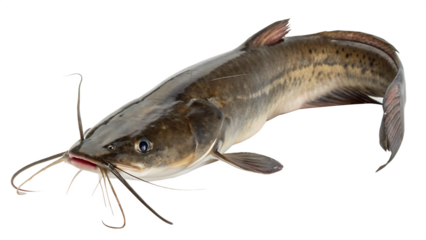 PNG Full Body Catfish Fish Isolated on White Background