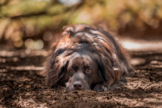 New Foundland mixed breed dog lying in the dirt