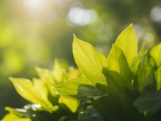 Vibrant Green Leaves Bathed in Sunlight