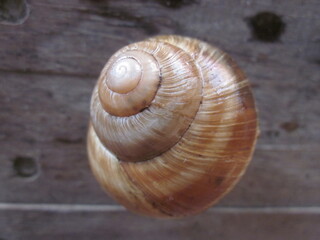 Spiralförmiges Schneckenhaus im Close-up