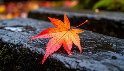 Single red maple leaf on a wet stone surface, with soft rain droplets, evoking a Japanese autumn mood

