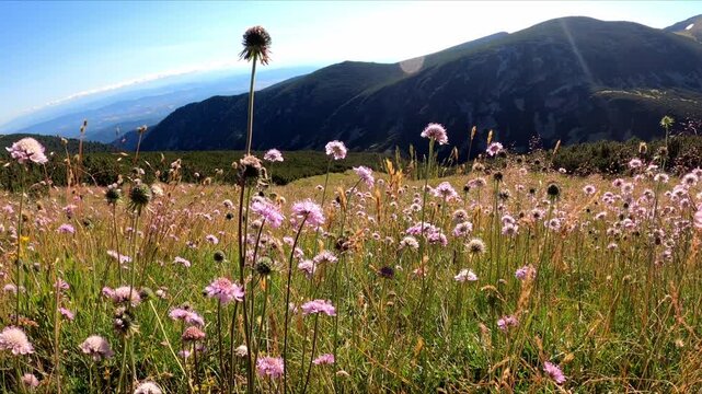 Mountain Blooming pink wildflowers under the summer sun. Hiking and nature idea. Landscape and outdoor concept.