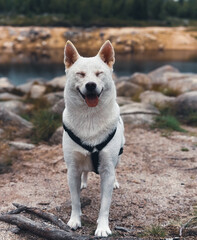 Happy white dog smiling with eyes closed while standing on a rocky trail near a lake. Adorable outdoor portrait of a playful pet enjoying nature and adventure.
