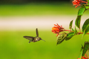 Ruby-throated Hummingbird in Flight Near Firebush Flowers