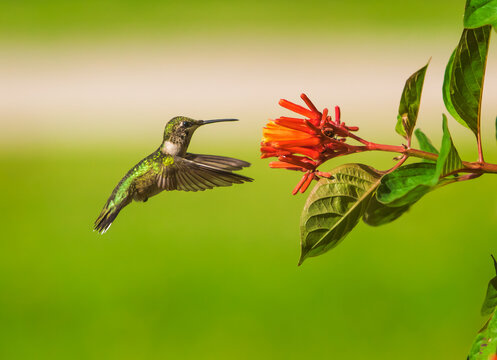 Ruby-throated Hummingbird in Flight Near Firebush Flowers