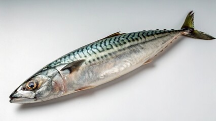 Fototapeta premium Horse Mackerel on studio background