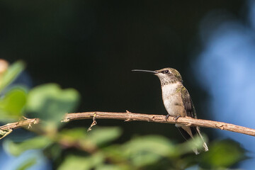 Ruby-throated Hummingbird Resting on a Thin Branch