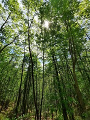 Alberi fitti nel bosco
