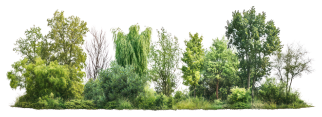 PNG Group of different trees vegetation landscape outdoors.