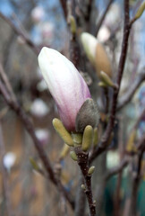 magnolia tree blossom in springtime. tender pink flowers bathing in sunlight. warm april weather. Pink spring magnolia flowers branch	
