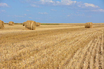 Fototapeta premium Golden Hay Bales in a Harvested Field Under a Blue Sky copy space