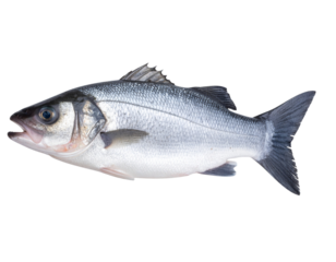 Whole European Seabass with Glistening Scales Isolated on Transparent Background