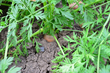 Carrot Growing in Soil close up