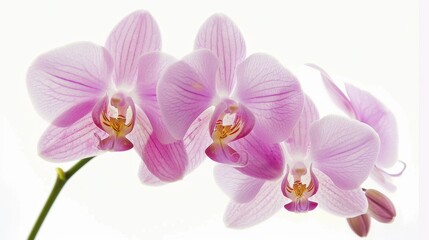 Obraz premium Elegant White Background Flower Still Life Art Photography: Capturing the Timeless Beauty of Blooms, From Delicate Petals to Vibrant Hues – A Fusion of Minimalism and Artistry for Galleries, Home Deco