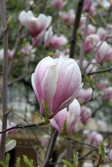 magnolia tree blossom in springtime. tender pink flowers bathing in sunlight. warm april weather. Pink spring magnolia flowers branch	