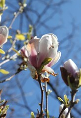 magnolia tree blossom in springtime. tender pink flowers bathing in sunlight. warm april weather. Pink spring magnolia flowers branch	