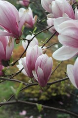 Obraz premium magnolia tree blossom in springtime. tender pink flowers bathing in sunlight. warm april weather. Pink spring magnolia flowers branch