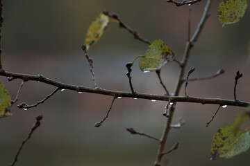 A close-up shot of a bare tree branch with a few remaining yellow and green leaves, adorned with raindrops. The background is blurred and muted.