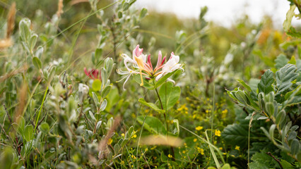 Skagen Geißblattblume