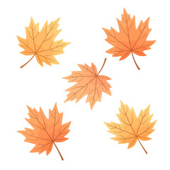 Fototapeta premium Orange Maple Leaves