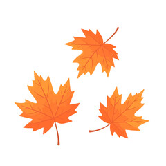 Orange Maple Leaves